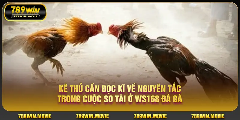 Kê thủ cần đọc kĩ về nguyên tắc trong cuộc so tài ở WS168 đá gà Kê thủ cần đọc kĩ về nguyên tắc trong cuộc so tài ở WS168 đá gà